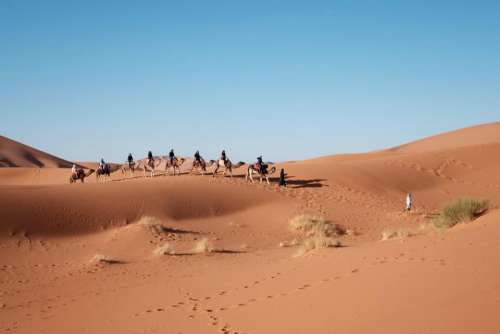 people ride walking camel desert