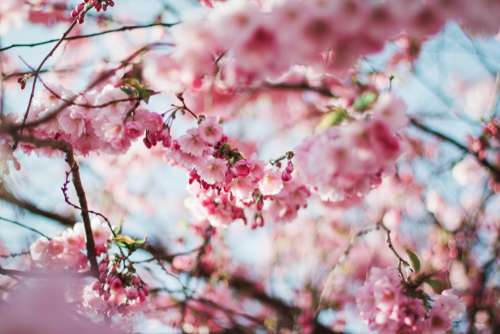 flowers nature blossoms branches stems