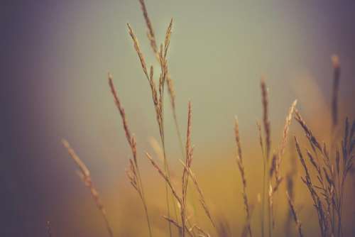 wheat plants nature farm agriculture