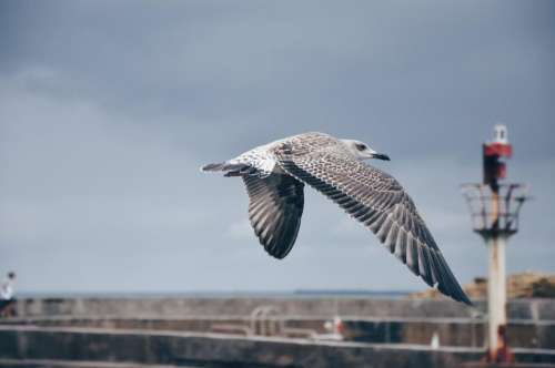 bird animal fly nature pole