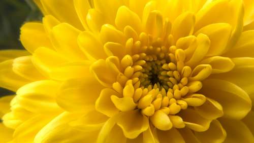 yellow flower close up macro nature