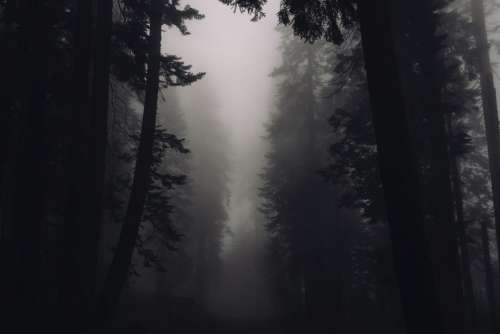 trees forest woods fog foggy