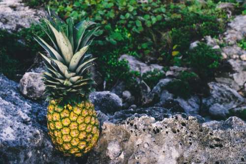 pineapple dessert appetizer fruit juice