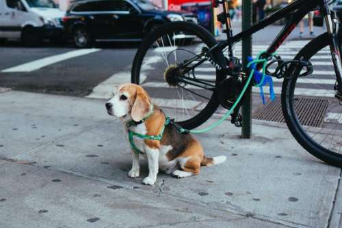 dog puppy animal cute leash
