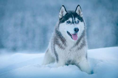 dog animal husky snow winter
