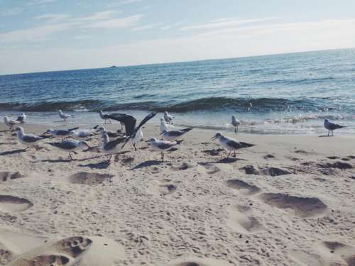 gulls beach sea blue water