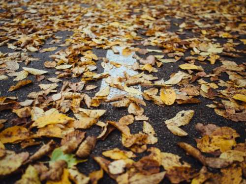 leaves autumn fall pavement road