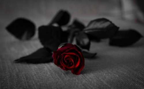 red rose flower beauty black