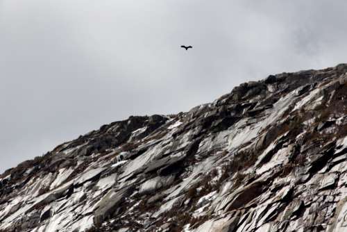 rocky cliff mountain bird flying