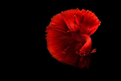 fish underwater red betta aquarium