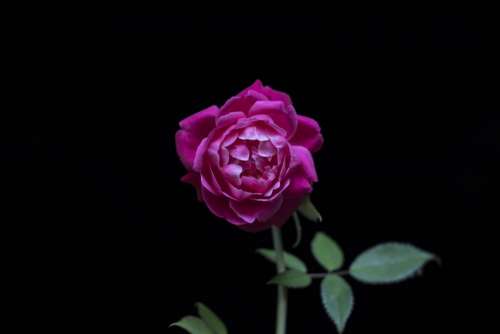 dark pink rose flower green