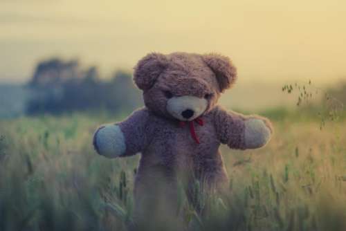 teddy bear toy child kid field