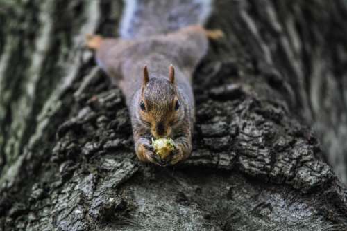 squirrel animal eating tree branch