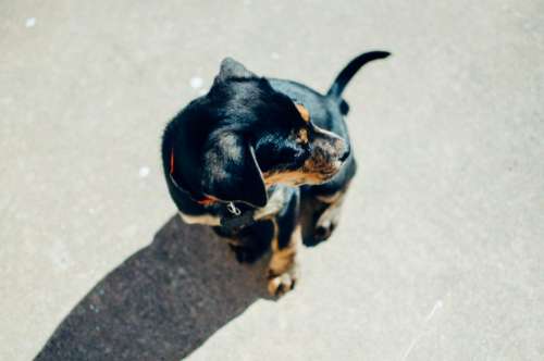dog puppy animal cute shadow