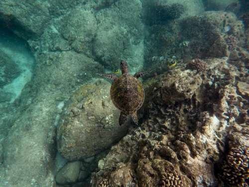 nature sea turtle ocean blue