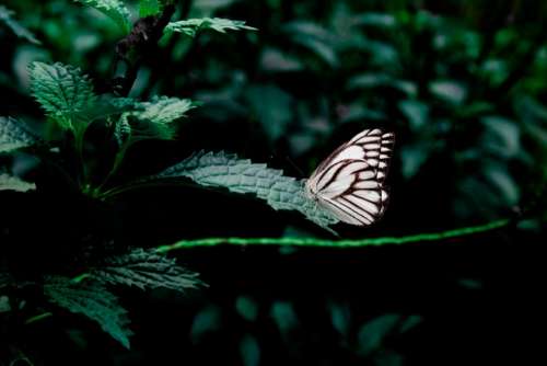 butterfly plants leaves green nature