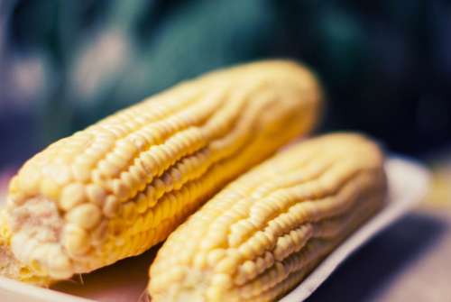 corn on the cob food