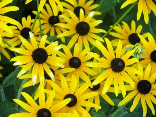 yellow flowers garden nature