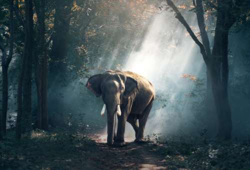 elephant asian trees sun ray