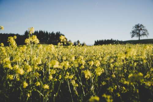 yellow flower meadow farm field