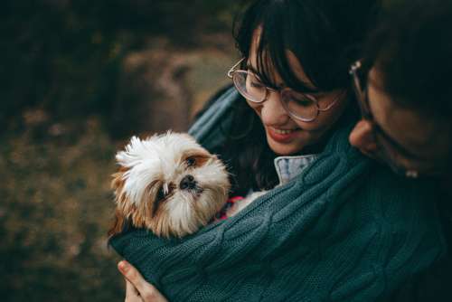 Shih Tzu puppy dog smile man