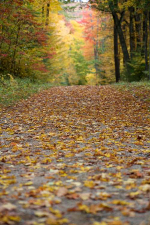 autumn foliage leaves fall season