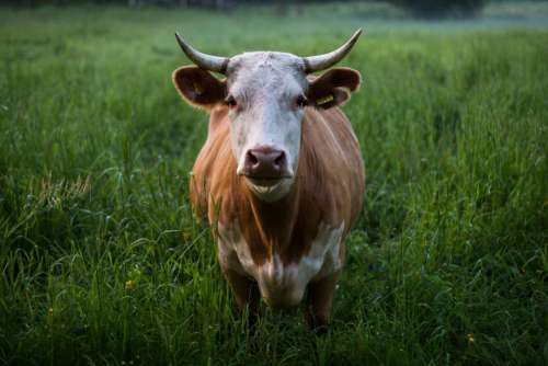 animals mammals cattle cow horns