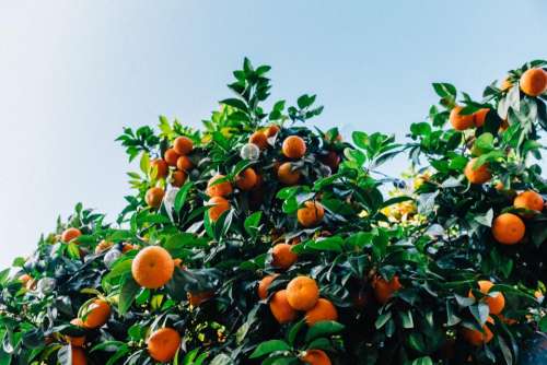 orange fruit nourish juicy food