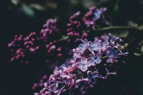 nature plants purple flowers bloom