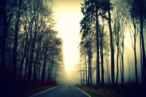 road path trees plants nature