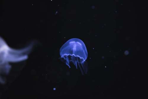 dark water jellyfish aquatic animal