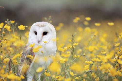 animals birds owl field flowers