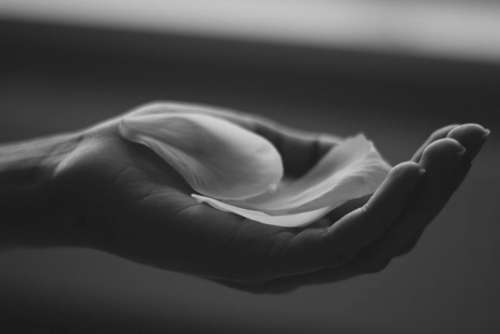 petal hand palm black and white