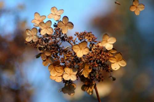 hydrangea autumn fall flowers