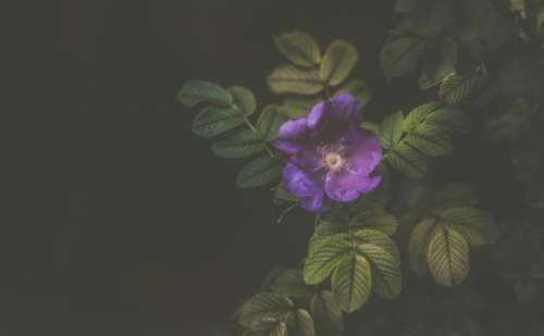 violet flower petal bloom nature