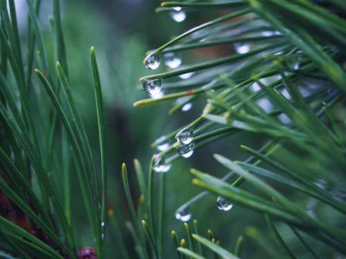 green grass plants raining rain drops