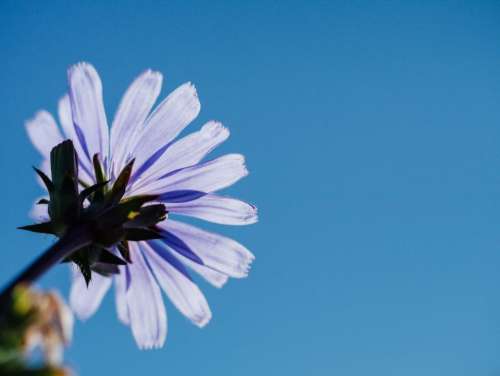 purple flower blue sky sunshine