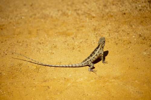 wildlife nature reptile animal lizard