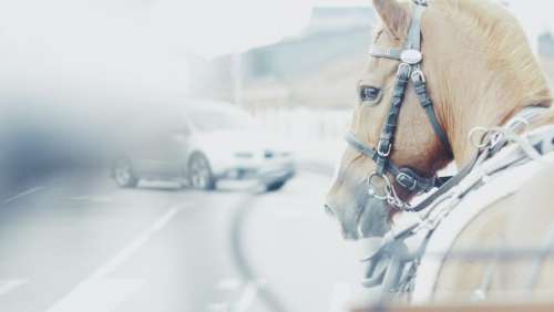 car vehicle blur horse animal