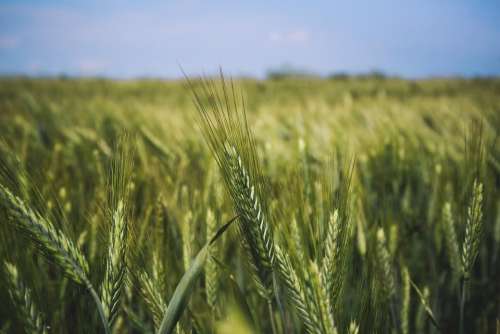 nature wheat field grain grass