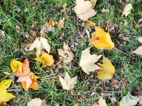 grass ground leaves leaf fall