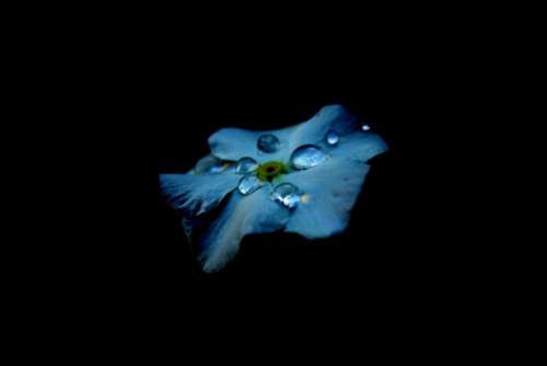 flower blue petal bloom garden