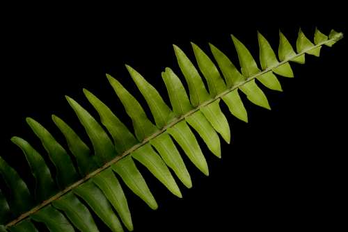 plant fern black background isolated leaves