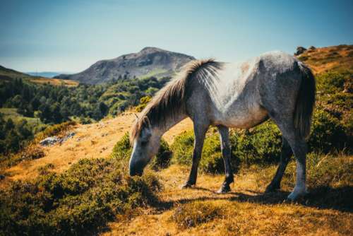 wild horse landscape hilss mountain