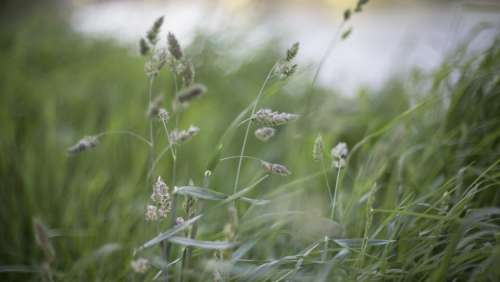 nature grass buffalo stems stalks