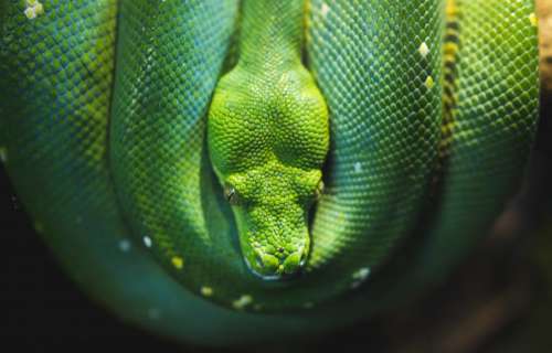 green snake reptile nature wildlife