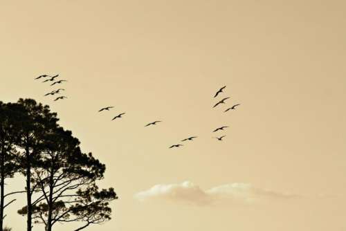 birds animals flying sky sunset