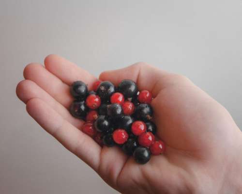 red blue berries hands food