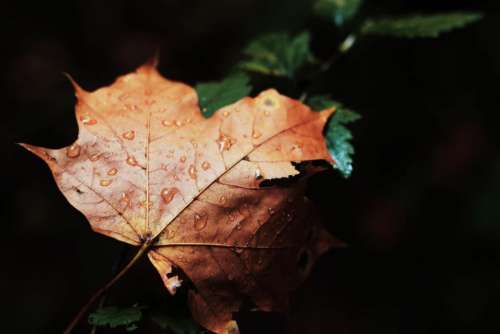 maple leaf wet rain drops nature