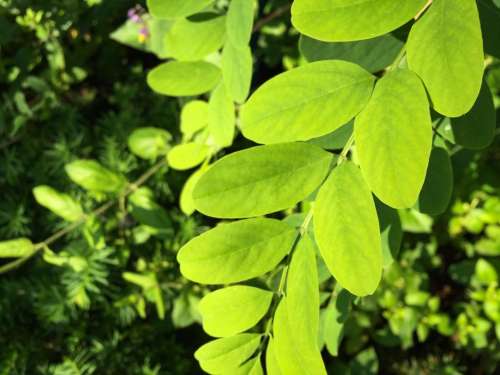 green leaves plants trees bushes